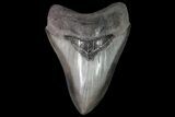 Fossil Megalodon Tooth - Georgia #92909-1